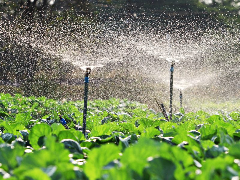 plantação de legumes sendo irrigada com água em abundância e com qualidade por meio de sprinklers